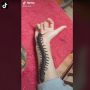 Viral Cewek Biarkan Kelabang Besar di Tangan, Jadi Perdebatan Publik