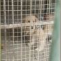 Singa Diganti Anjing Golden Retriever, Pengunjung Kebun Binatang Tertipu?