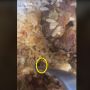 Mirip Butiran Nasi Tapi Bergerak, Wanita Syok Temukan Ini di Nasi Padangnya