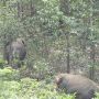 Gajah Masuk Kebun Sawit Warga di Kuansing, BKSDA Turun Tangan