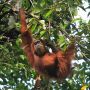 Viral! Orangutan Bergaya Pakai Kacamata Hitam dari Pengunjung, jadi Sorotan Media Asing