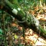 Cerita Pilot Jatuh di Hutan Amazon, Sendirian Berjalan Selama 36 Hari