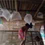Tak Mampu Beli Balon, Bocah ini Rayakan Ultah Ayahnya Pakai Plastik