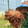 Jadi Komoditas Unggulan, Mengenal Apa itu Tanaman Porang, Ciri-ciri, dan Manfaatnya