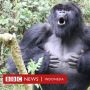 Penelitian: Rahasia Komunikasi Gorilla Terungkap