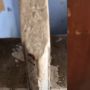 Depan Pintu Dipenuhi Semut, Pria Ini Syok Lihat Kondisi Kamar Tetangga