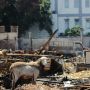 Suasana Pasar Kambing Tanah Abang Pasca Kebakaran