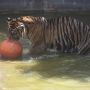Seekor Harimau di Taman Margasatwa Ragunan Terlihat Kurus, Manajemen Bereaksi: Salah Angle Video