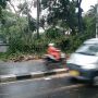 Pohon Tumbang Timpa Kabel, Jalan Hang Tuah Tak Bisa Dilalui Kendaraan