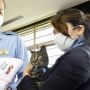 Selamatkan Kakek Jatuh ke Selokan, Kucing Ini Diangkat Jadi Kepala Polisi