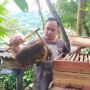 Segini Modal Usaha Madu, Bisnis Menjanjikan Omzet Puluhan Juta