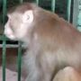 Pecandu Alkohol, Monyet Ini Dihukum Seumur Hidup di Penjara Kebun Binatang