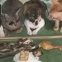Viral Video Kocak Kucing Diceramahi Buat Jaga Adab, Bahas Siksa Kubur
