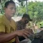 Warga Padang Pariaman Dapat Batu Meteor di Kebun Pepaya, Beratnya 8 Kg