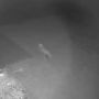 Pantau CCTV, Wanita Ini Kaget Lihat Bayi Dinosaurus di Halaman Belakang