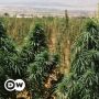 Akibat Krisis Ekonomi, Petani Lebanon Beralih Tanam Ganja