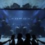 Menunggu Waktu Berbuka Puasa di Jakarta Aquarium