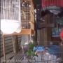 Burung Lepas saat Direview, Reaksi Youtuber Jadi Sorotan saat Diminta Bayar