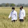Hadiri Panen di Indramayu, Presiden Jokowi: sampai Juni tidak Ada Impor