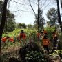 KLHK Patroli Pohon Pinus Mengering di Taman Nasional Gunung Ciremai