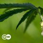 Partai Hijau Jerman akan Kampanye untuk Legalkan Ganja