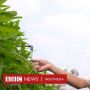 Berkebun di Atap Masjid Jami Baitussalam Jakarta, Demi Kemakmuran Jemaah