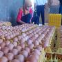 Masuki Pertengahan Bulan Ramadhan, Harga Telur Ayam di Gunungkidul Anjlok