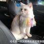 Penghasilannya Capai Rp22 Juta, Ini Kucing yang Sukses Jadi Model Terkenal