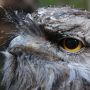 Penampakan Burung Paling Instagramable di Dunia