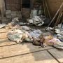 Penyelundup Anjing di Kulon Progo Divonis 10 Bulan Penjara, Lebih Ringan dari Tuntutan JPU
