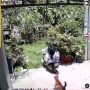 Video Pengendara Motor Dikejar Anjing, Panik Tingkat Dewa Terjang Taman