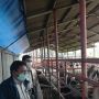 Pemprov Babel Nyatakan Sapi Potong asal Lampung Aman dari PMK