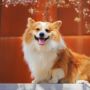 Jadi Hewan Kesayangan Ratu Elizabeth II, Harga Anjing Corgi Melonjak Drastis di Inggris