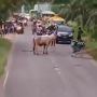 Viral Momen Sapi Cegat Pengendara di Tengah Jalan, Publik: Nyali Auto Ciut