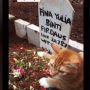 Kucing Nangis Ditinggal Pemilik Meninggal, Berhenti Usai Diajak ke Kuburan