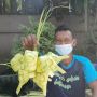 Penjualan Tahun Ini Seret, Andi Terpaksa Banting Harga Bungkus Ketupat