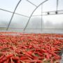 Solar Dryer Dome dari Kementan Tingkatkan Nilai Tambah Produk Hortikultura