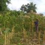 Takut Teroris, Warga Dataran Tinggi Napu Poso Enggan ke Kebun