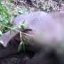 Ya Ampun! Kasus Pertama, Belasan Gajah Mati Disambar Petir