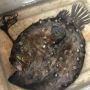 Misterius! Monster Ikan Laut Dalam Ditemukan Terdampar