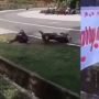 Pemotor Ini Jatuh hingga Masuk Got, Rupanya Bikin Drama untuk Lamar Kekasih