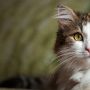 Kucing Peliharaan Mampu Temukan Jalan Pulang saat Tersesat, Ternyata Punya Keahlian Khusus