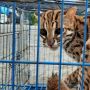 Ditemukan Warga, Kucing Kuwuk Dilepasliarkan ke Cagar Alam Rimbo Panti