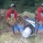 Fungsi Tersembunyi Honda Beat, Bikin Hidup Buruh Tani Kian Mudah, Kok Bisa?