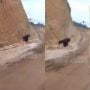 Pilu! Viral Video Orang Utan 'Tersesat', Ruang Hidup Dibabat Proyek Tambang