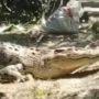 Heboh Buaya Besar Melintas Santai di Kebun Sawit, Ini Kata BBKSDA Riau
