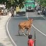 Viral Sapi Ngamuk Seruduk Orang di Lamongan, Pemilik Harus Ganti Rugi