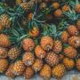 Awas! Ini 4 Risiko Makan Nanas Berlebihan