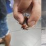 Lain dari yang Lain! Pria ini Bawa Kecoa Ke Dokter Hewan Akibat Terinjak
