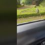 Piknik ke Kebun Binatang, Sejoli Berujung Panik sampai Bongkar Pintu Mobil
